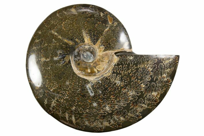 Polished Ammonite (Cleoniceras) Fossil - Madagascar #339196